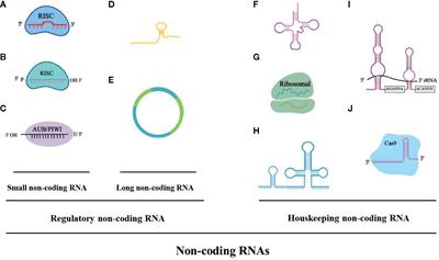 Circulating Circular RNAs: Novel Biomarkers for Heart Failure